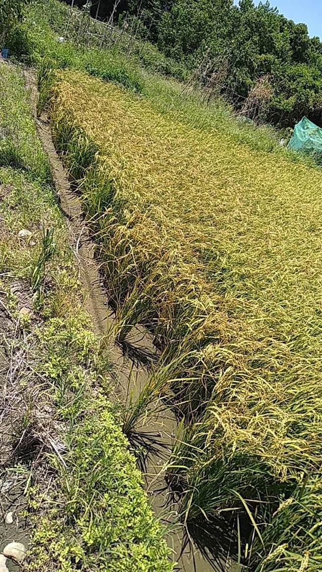 桃园大园稻田枯黄农损，不仅稻田受损，还有农民或居民自己种的菜也受影响。（徐其万提供／蔡明亘桃园传真）