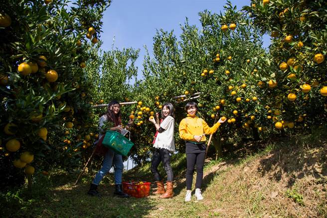 参山国家风景区管理处辖区20条观巴游程，除买1送1外，加码抽奖送喔熊行李箱，图为东势採果。（参山国家风景区管理处提供）
