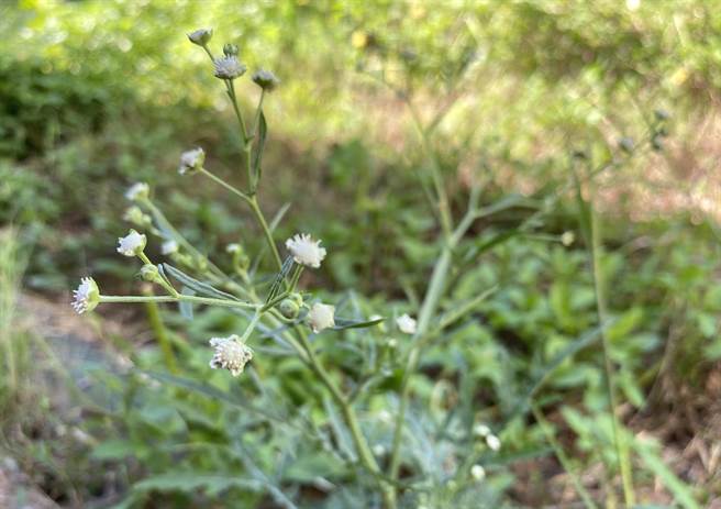 银胶菊为菊科草本植物，易造成人体过敏性反应，是国际间恶名昭彰的外来入侵种杂草。（于家麒摄）