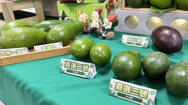 酪梨品種多樣，有紅心圓、嘉選二號，嘉選三號等。（張毓翎攝）
