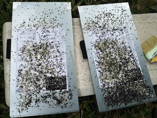 华南国小冷气机故障，一拆开景象吓死人，住满疣胸琉璃蚁。（民眾提供）