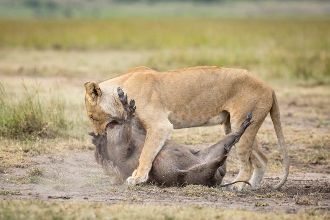 游客目睹狮子为了猎到疣猪，狂挖土把自己搞得很狼狈，最终顺利拉出猎物并吃下肚。(示意图/达志影像)