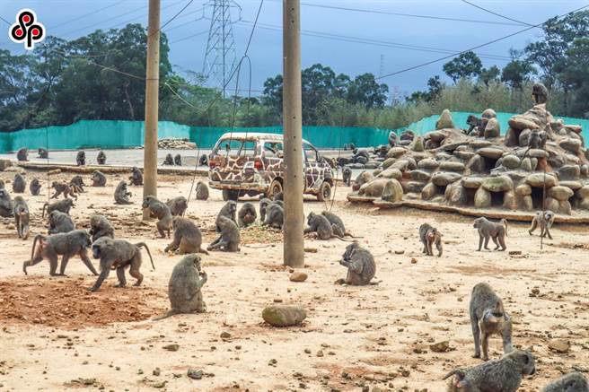 3月底发生的六福村狒狒逃出事件，当时为国人与媒体热议的话题，成为今年度分科测验地理科时事考题。(本报资料照)