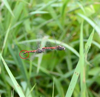 畫面曝光！珍稀纖紅蜻蜓空中拋卵交配 今年僅1棲地有成蟲專家憂心