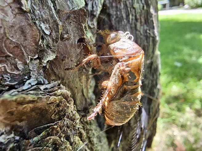 武陵農場雪霸武陵遊客中心趁今夏推出暑期免費親子活動「夜尋蟲蹤」夜間觀察活動，帶領民眾觀察破土而出的台灣騷蟬，見證金蟬脫殼羽化神奇景象。（武陵農場提供／潘虹恩台中傳真）
