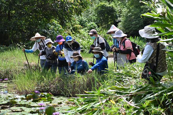 南投林管处自2022年起展开国土绿网计画纤红蜻蜓生态调查，确认埔里、鱼池共21处湿地为其栖地。（南投林管处提供／杨静茹南投传真）