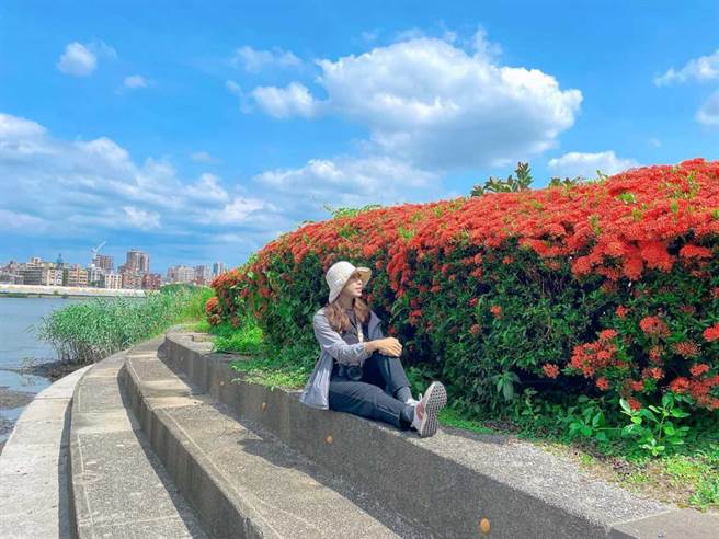 仙丹花的火紅色將河濱點綴的耀眼動人。（高灘處提供）