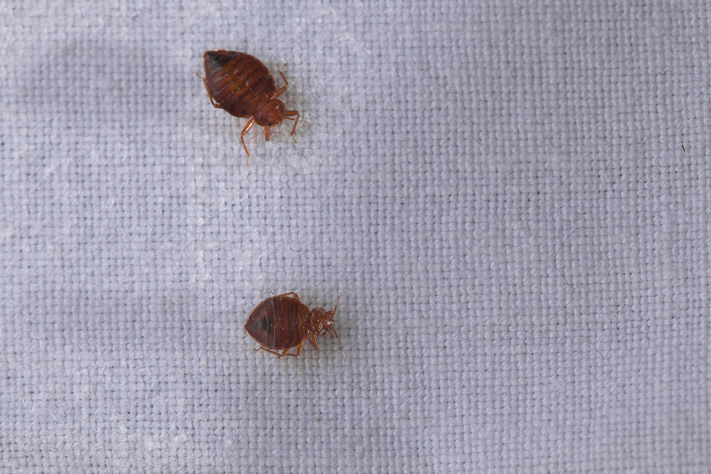 床蝨俗称臭虫，容易藏匿于床铺。（示意图／Shutterstock）(photo:ChinaTimes)