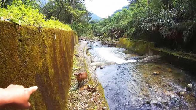 钓客曾目睹疑似怀孕的母羌想跳上驳坎却无路可走，最终只能落入水中、生死不知。（图／翻摄余兆祥YouTube）