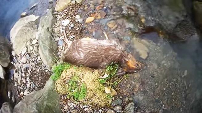 因平广溪河流工法对山羌并不友好，牠们跳下河边后往往难逃死亡命运，当地民眾则定期会来「收水流尸」。（图／翻摄余兆祥YouTube）