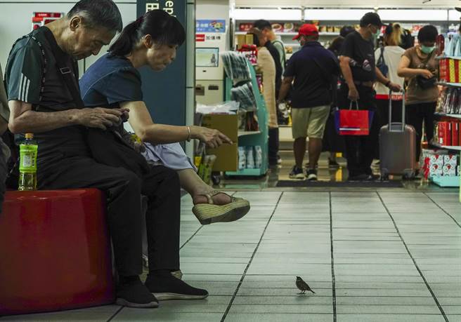 一隻麻雀飛進高鐵左營站覓食，站在用餐旅客前等待食物。（黃子明攝）