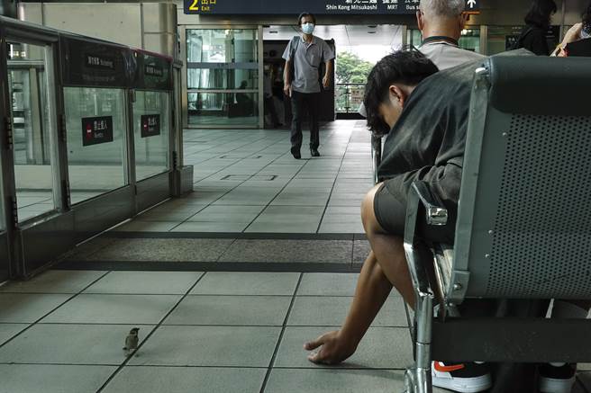 在高鐵左營站等車的男子正在餵食小麻雀。（黃子明攝）