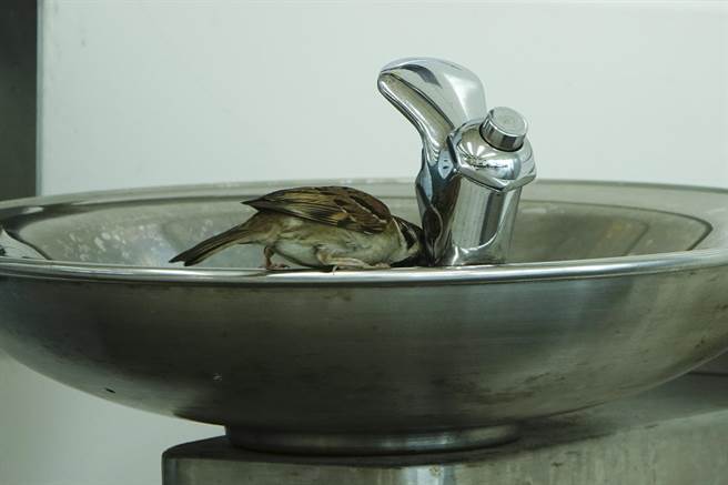 麻雀在左營站飲水台喝水。（黃子明攝）