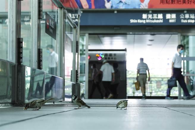 高鐵左營站大廳經常有麻雀飛入覓食。（黃子明攝）