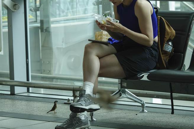 一隻麻雀抬頭望著正在吃早餐的乘客。（黃子明攝）