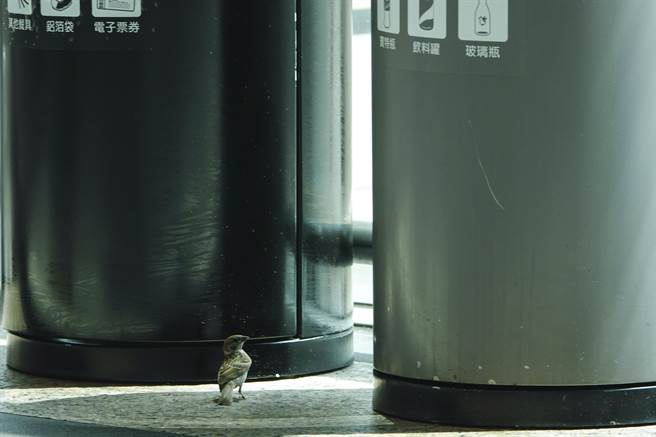 高鐵站內可能有食物的垃圾桶周圍經常有麻雀駐足覓食。（黃子明攝）