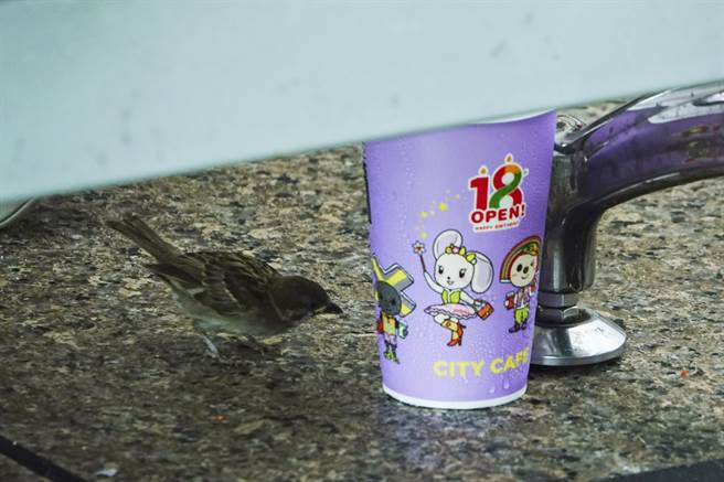 候車大廳座椅下的飲料罐吸引一隻麻雀前往探索。（黃子明攝）