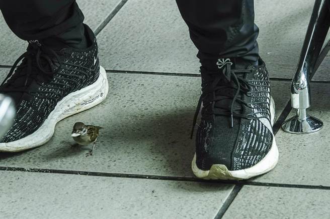 覓食的麻雀穿梭在候車旅客腳縫間。（黃子明攝）