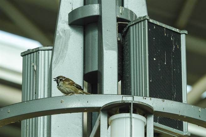 高鐵站內廣播架、燈架上遺留許多鳥類排遺物。（黃子明攝）