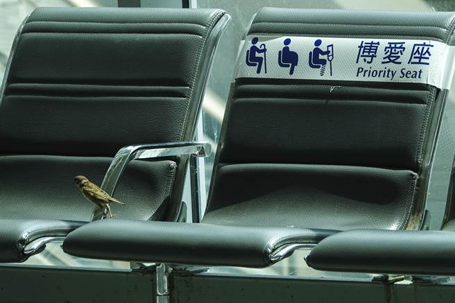 候車大廳無人的博愛座成了麻雀暫時停駐的地方。（黃子明攝）
