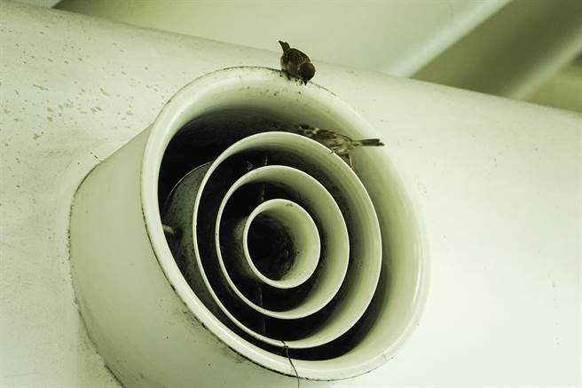 高鐵候車大廳通風口經常有麻雀停靠吹冷氣。（黃子明攝）