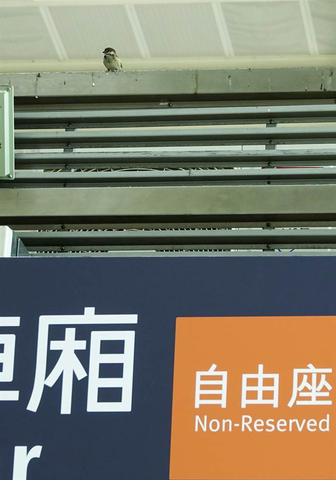 高鐵站內到處可見麻雀。（黃子明攝）