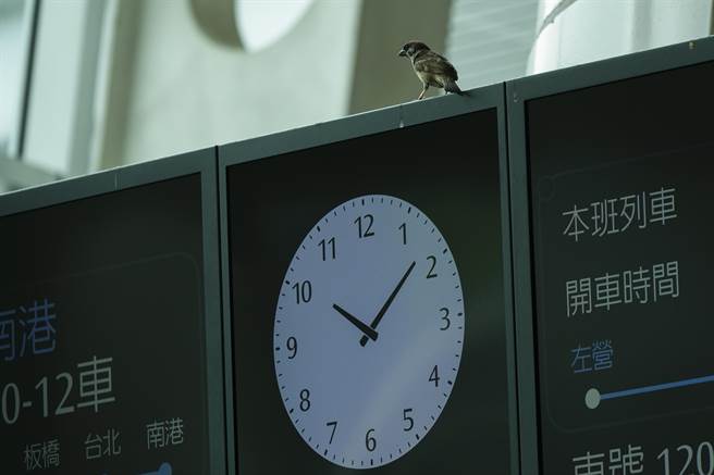 一隻麻雀停駐高鐵站內時間看板上。（黃子明攝）
