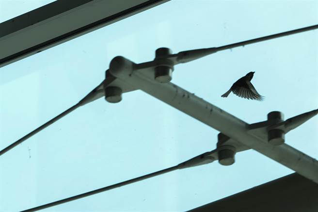 麻雀在高鐵站內寬廣的空間飛翔。（黃子明攝）