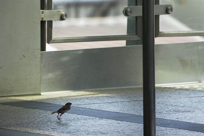 一隻麻雀覓食後跳到高鐵左營站出入口縱身飛出。（黃子明攝）