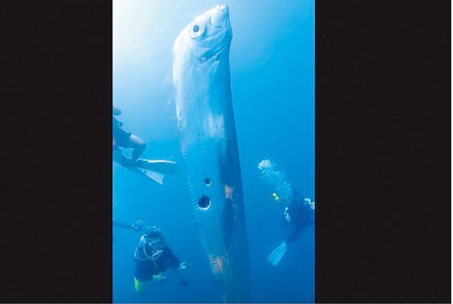 潜水教练汪承儒近日在东北角海域潜水目击非常罕见的「石川氏粗鳍鱼」。（汪承儒提供）