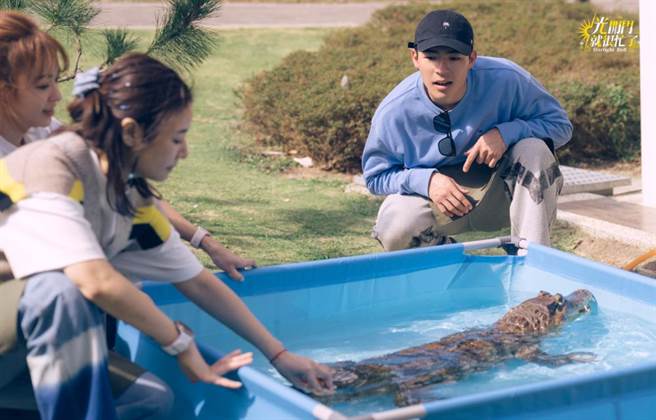 林心如（左起）、陈意涵、陈昊森帮客人鳄鱼洗澡。（TVBS提供）