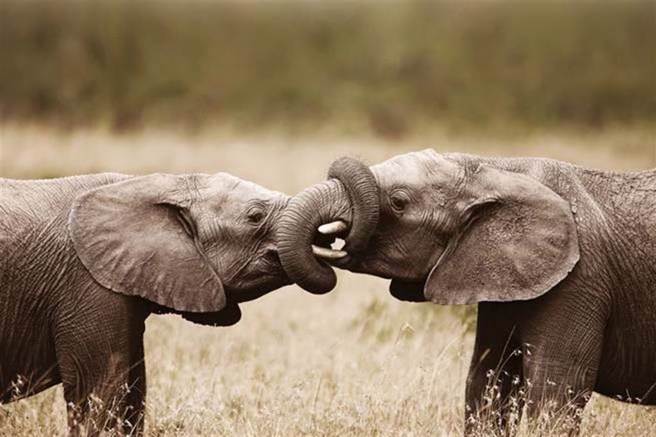 两只大象打架，谁伤得重？（示意图/达志影像/shutterstock）