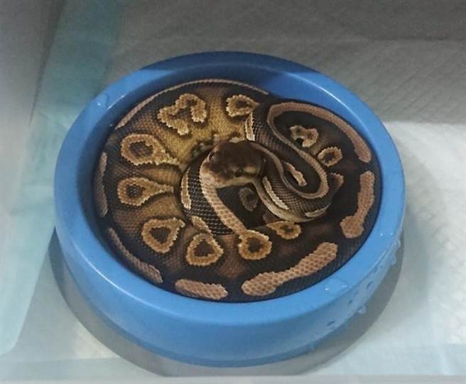 球蟒性情温顺，体型适中、外观小巧可爱，最常被当作宠物饲养。（新北市动保处提供）