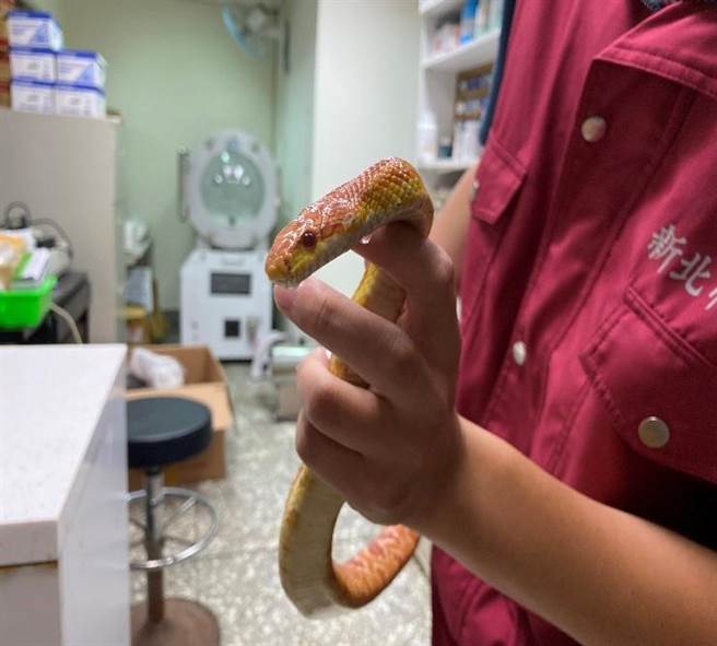 逃脱的宠物蛇被带回动保处安置，等待饲主领回。（新北市动保处提供）