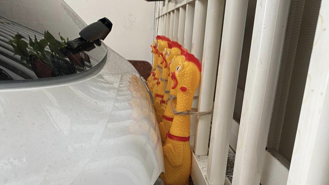 一名为徐嘉懋的男子表示，因自家的车库空间小，担忧倒车会刮伤，灵机一动在车库的铁窗上绑了了8只尖叫鸡。（图／徐嘉懋授权提供）