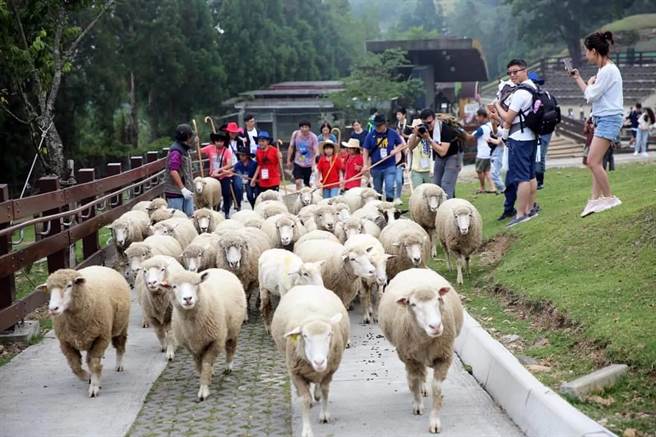 南投清境农场为迎接大小朋友，暑假推出许多体验活动。（清境农场提供／陈淑娥南投传真）