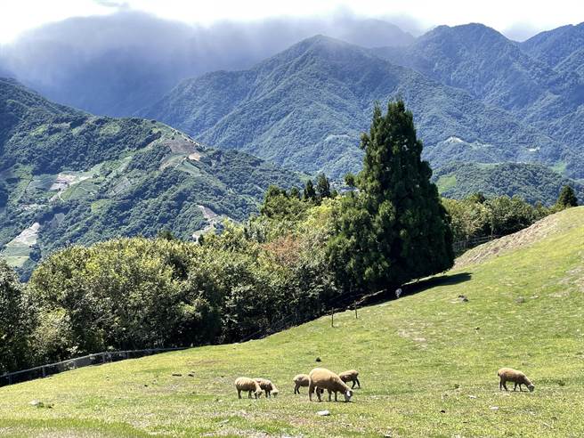 南投清境农场暑假推出体验活动，欢迎民眾携家带眷上山避暑。（清境农场提供／陈淑娥南投传真）
