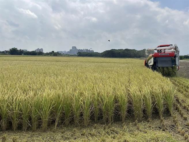 水情稳定桃竹地区1期稻作陆续收割。（北水局提供／吕筱蝉桃园传真）