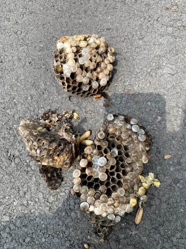 桃园市农业局表示，每年5至10月属于执勤旺季，案件比率则是蜂占7成、蛇占3成，蜂类出没高峰期为9月。（桃园市农业局提供／陈梦茹桃园传真）