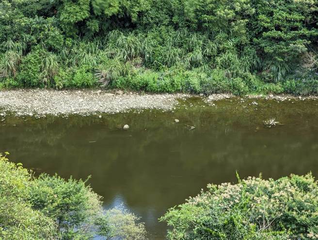 暖暖净水场取水口上游的基隆河，水色深绿，让民眾质疑：「自来水公司喂我喝这个水？」（张志康摄）