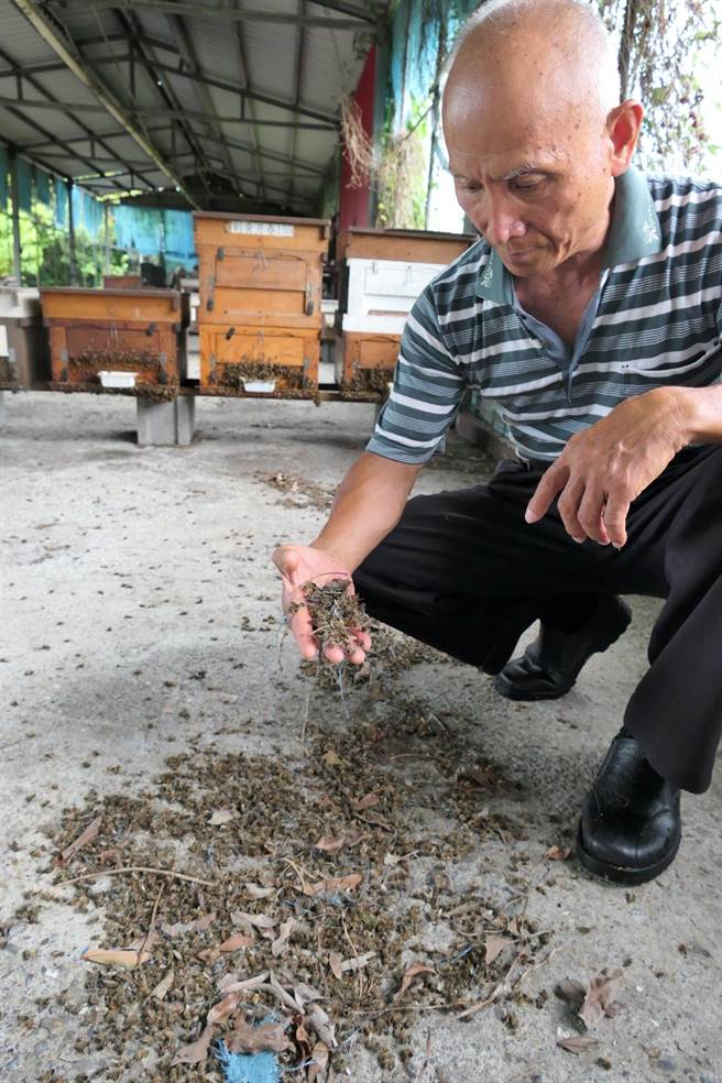 气温飙高蜜蜂也受不了，云林县蜜蜂热毙逾4成蜂农淌血。（张朝欣摄）