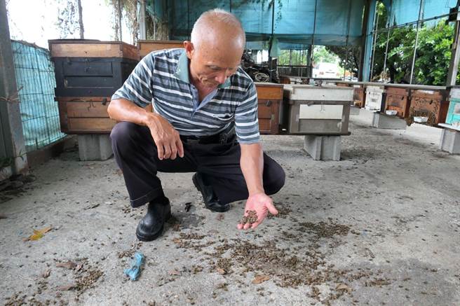 云林县蜜蜂热毙逾4成蜂，蜂箱周边都是密密麻麻的蜂尸。（张朝欣摄）