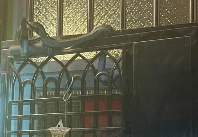 雲林縣斗六民眾發現1尾黑眉錦蛇夾在大門上方，驚嚇度破表。（民眾提供／張朝欣雲林傳真）