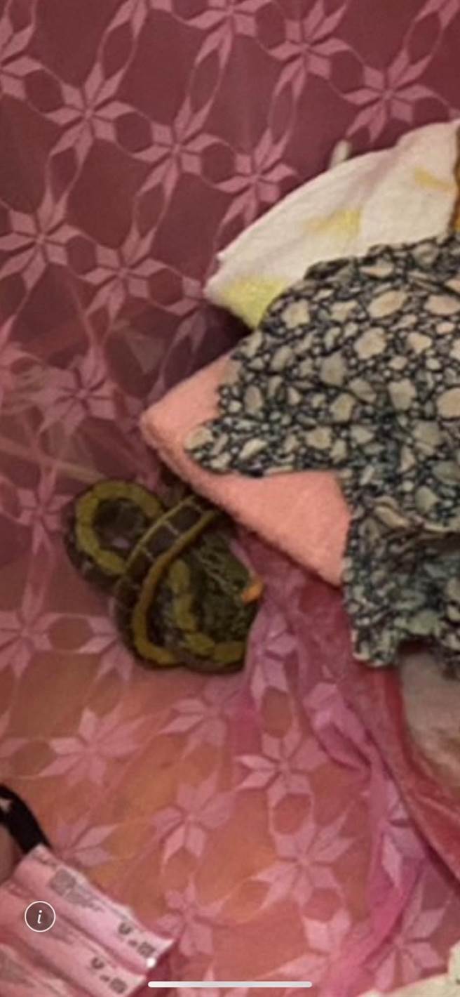 雲林縣婦人在床上覺得有東西咬她，掀被一看竟是1尾黑眉錦蛇。（民眾提供／張朝欣雲林傳真）