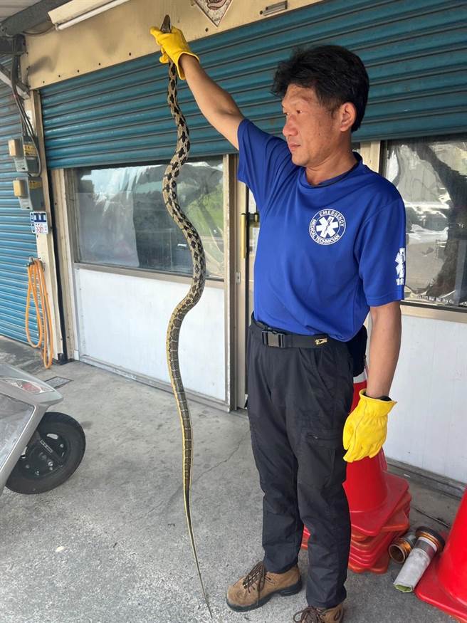 黑眉錦蛇身上紋路相當美麗。被譽為「最美麗家蛇」。（民眾提供／張朝欣雲林傳真）