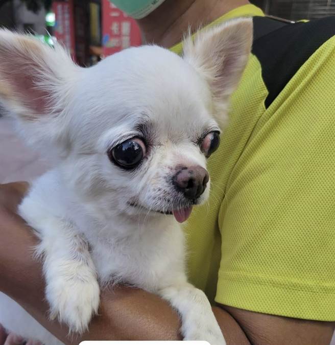 吉娃娃偷溜出家门，所幸遇到好心民眾照顾，帮助毛孩找到饲主。（翻摄照片／崔正纲高雄传真）