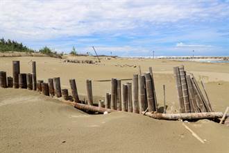 沙灘變大了！9年營造固沙、種上萬株植物 展現極美成果