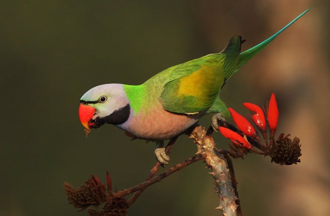 绯胸鹦鹉（red-breasted parakeets）示意图(shutterstocks)