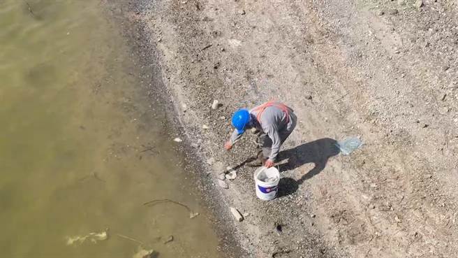 澎湖县水库里的鱼都搁浅水边被晒成乾，还发出恶臭。（许逸民摄）