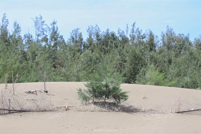 9年来共种了1万700株植物，包含木麻黄、水黄皮、黄槿、白水木、椰子，甚至让空无一物的沙滩长出一片绿林。（吕妍庭摄）